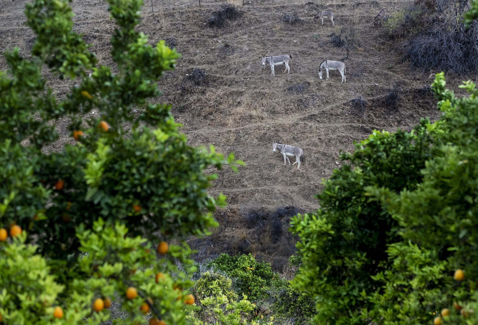 Wild burros grazing on a hill above an orange grove
