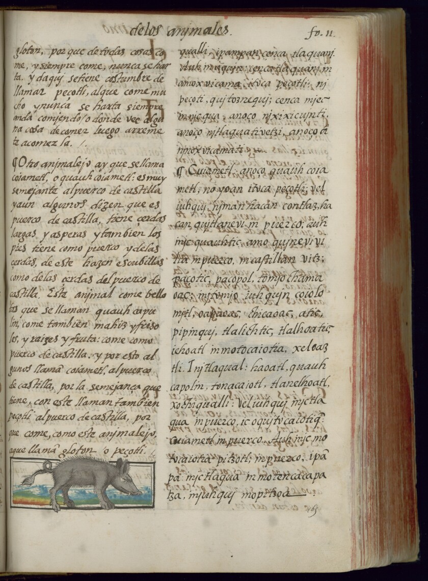 A page from the Florentine Codex features a rather buoyant painting of a peccary