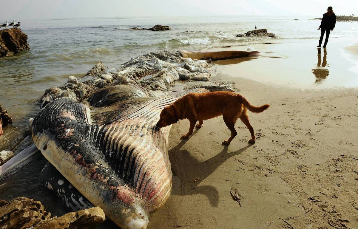 A dog sniffs at a decomposing whale on Little Dume beach in Malibu. The 40-foot-long creature washed up Monday, and efforts to remove it were hampered by jurisdictional and logistical issues.