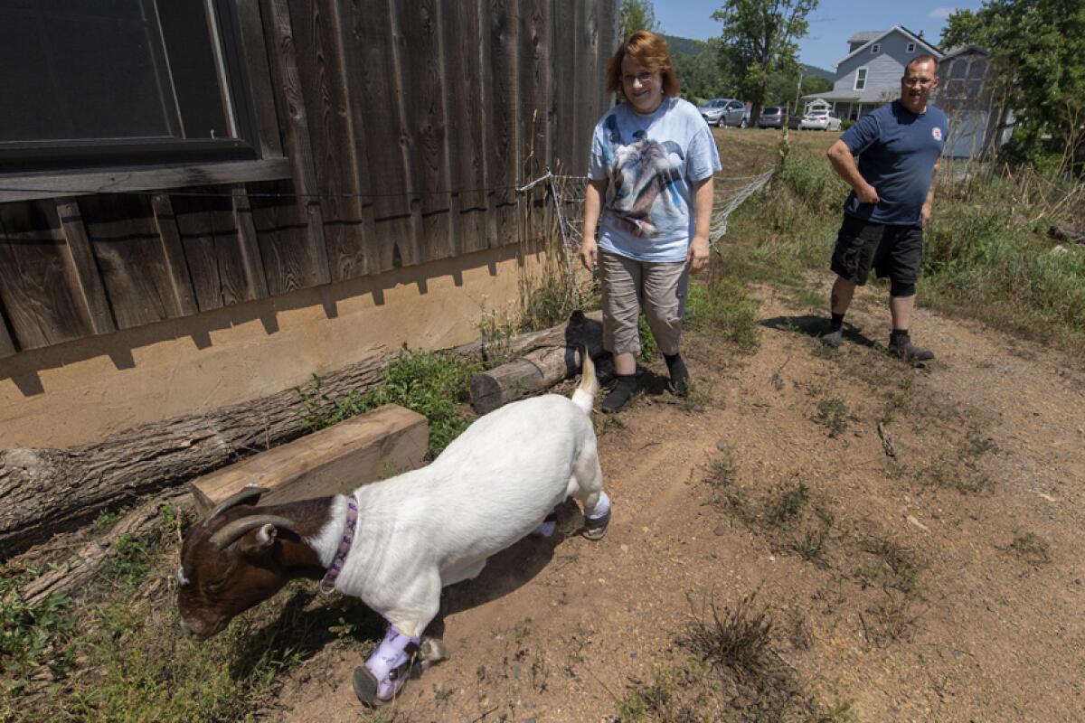 Michelle and Lenny Yourth join Anna during the goat's trot around the couple's barn near Millerstown, Pa.  