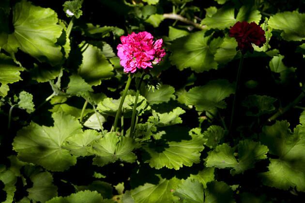 Geraniums.