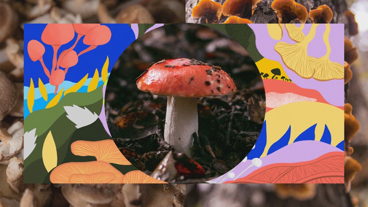 a photo of a red mushroom with a white stem surrounded by colorful drawings of other mushrooms