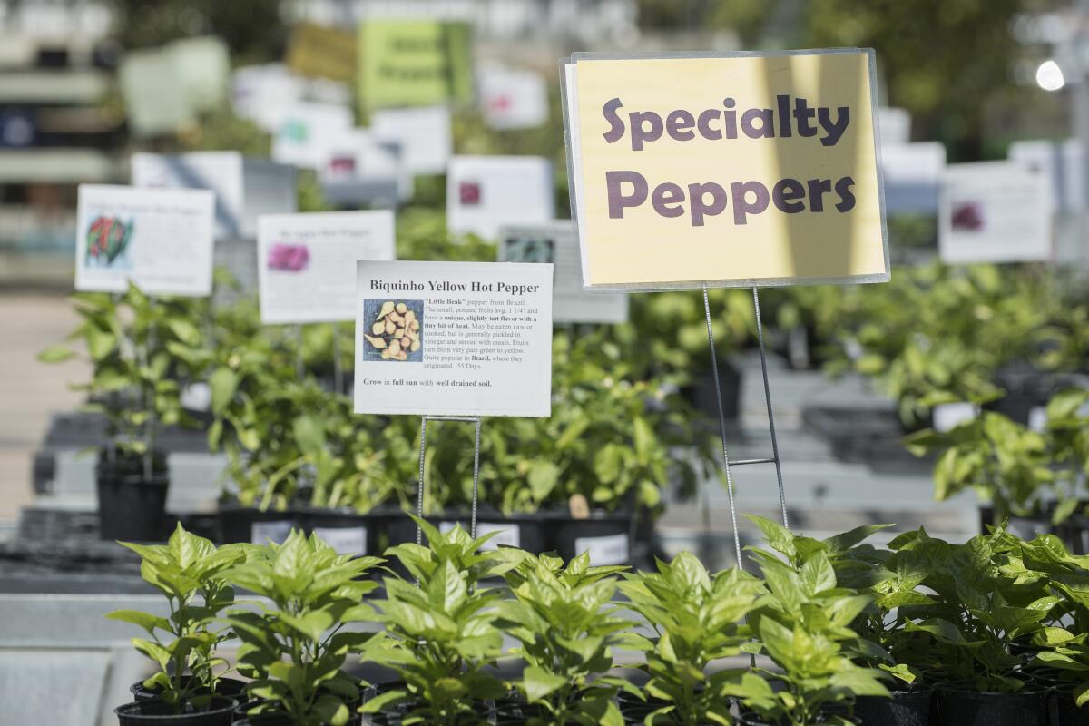 Seedlings with a small signs reading "Biquinho Yellow Hot Pepper," left, and a larger sign reading "specialty peppers"