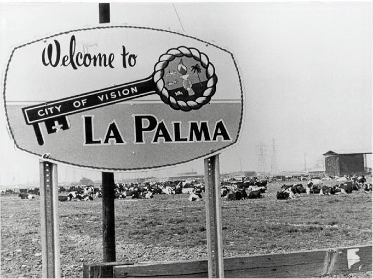 Cows dot the landscape behind the photo of the La Palma sign. Initially the city was known as Dairyland, and apparently it took a while for the cows to be moved out as development moved in on the farmers.