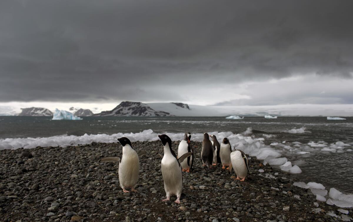 Penguins walk on the shore of Bahia Almirantazgo in Antarctica