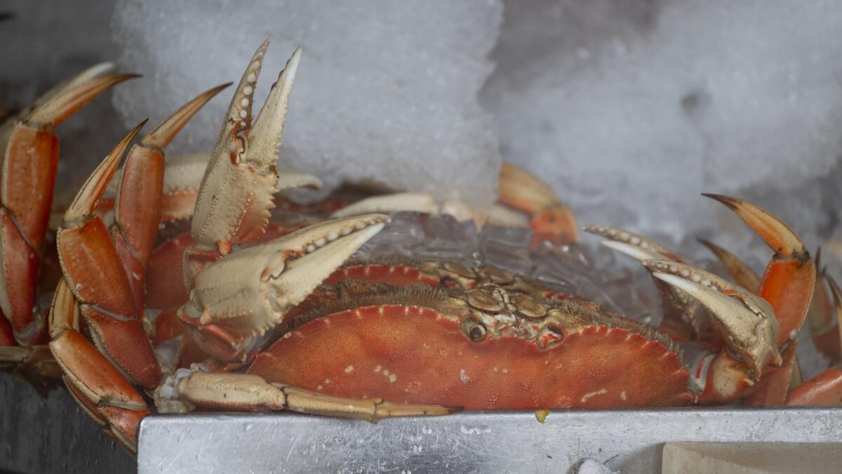 California's commercial Dungeness crab season will end April 8 to