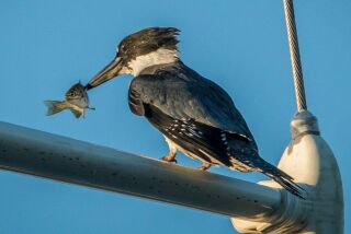 The belted kingfisher feeds on small fish like this one at Oceanside Harbor.