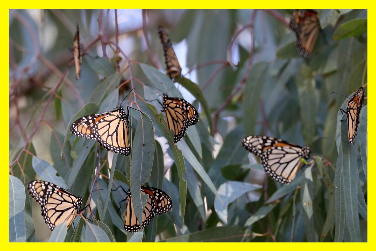 Monarch butterflies gather on the leaves of a tree