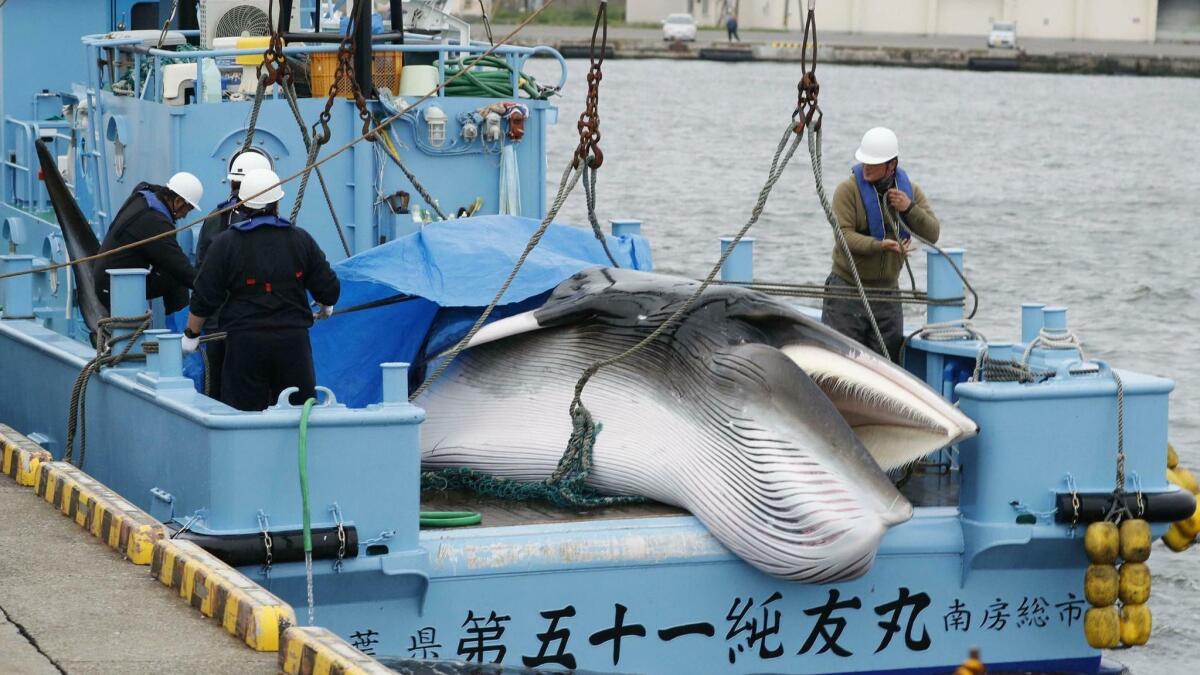 A whale is unloaded at a port in Kushiro, Japan, on July 1.