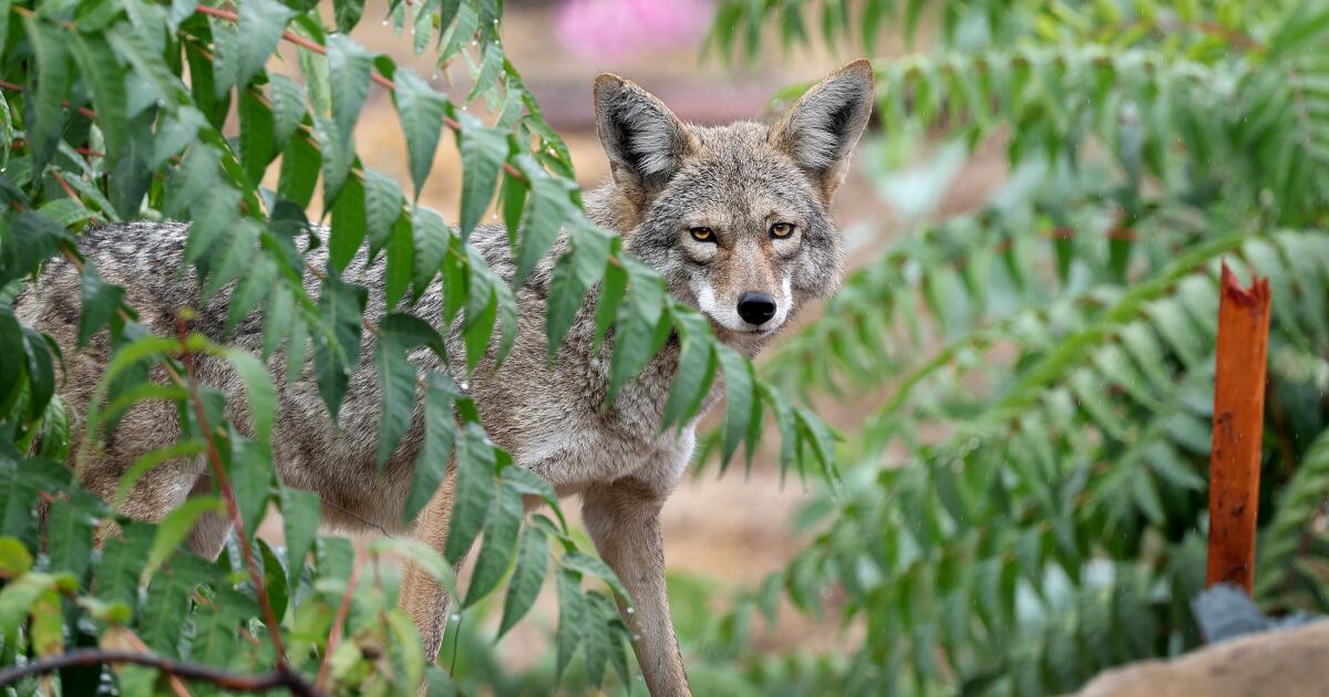 Expect to see more coyotes in your neighborhood. Here's why