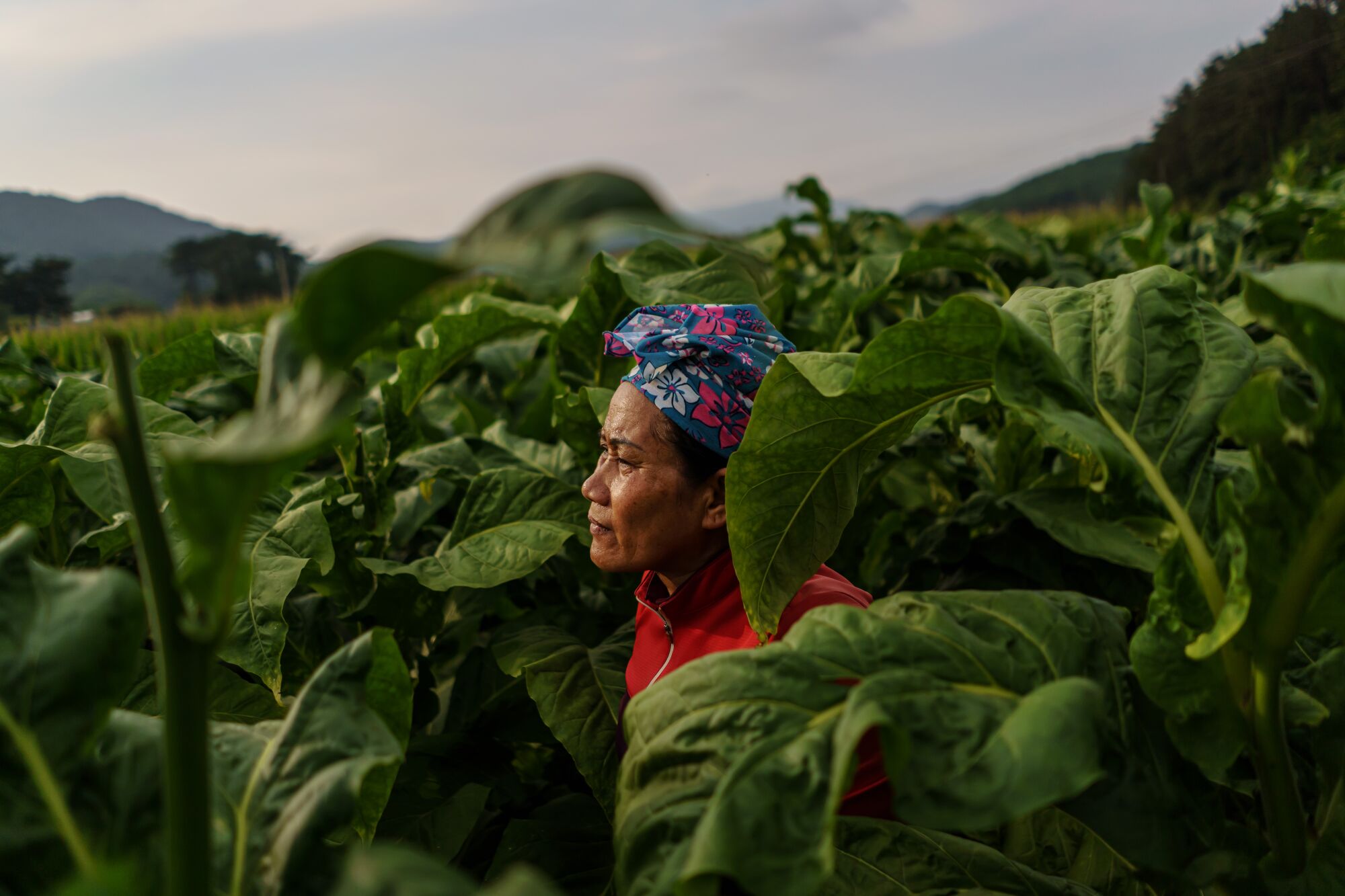 A Thai migrant pauses in the middle of a nearly 12-hour day picking tobacco leaves on a farm in South Korea.