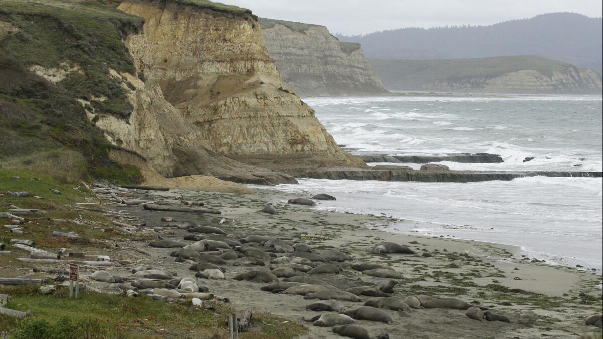 Hundreds of elephant seals and their pups occupy Drakes Beach in Point Reyes National Seashore on Feb. 1.