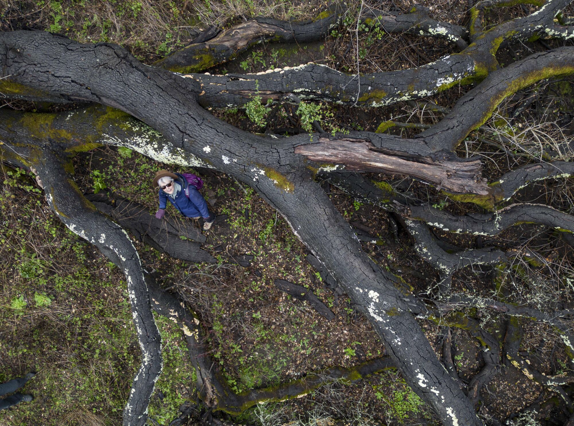 Angela Moskow stands beside a fallen coast live oak in Berkeley's Tilden Regional Park.