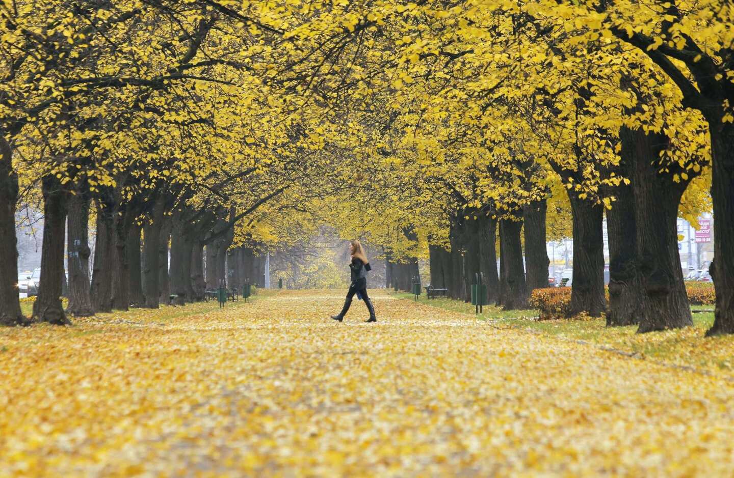 A woman walks amid autumn leaves at a Moscow park.
