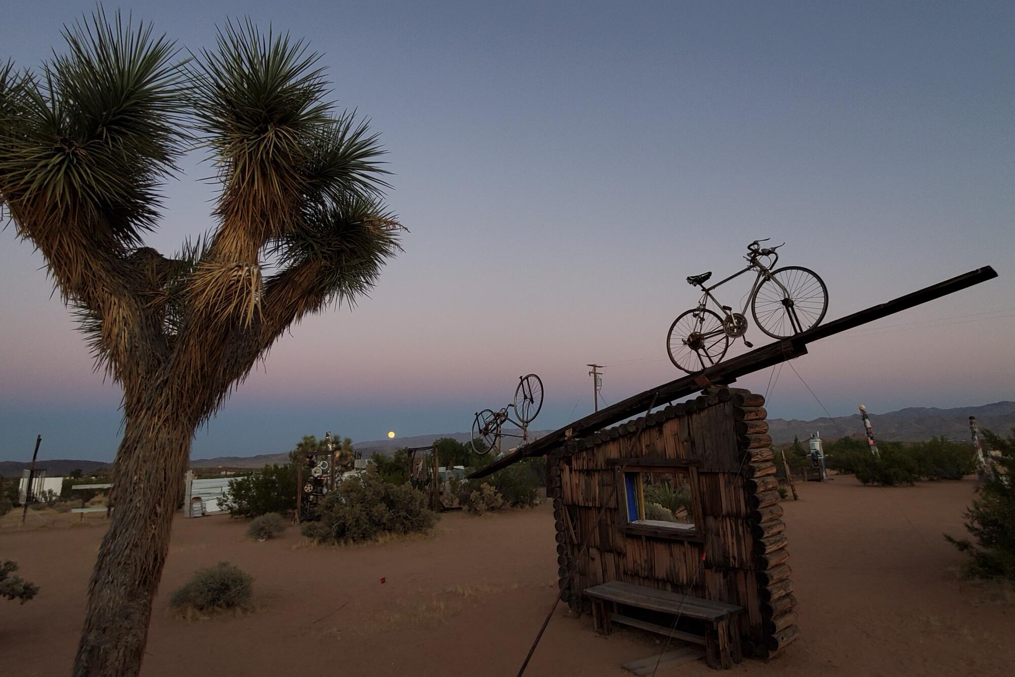 An outdoor sculpture made of two bicycles atop a wood structure, seen at sunset amid desert plants including a Joshua tree.