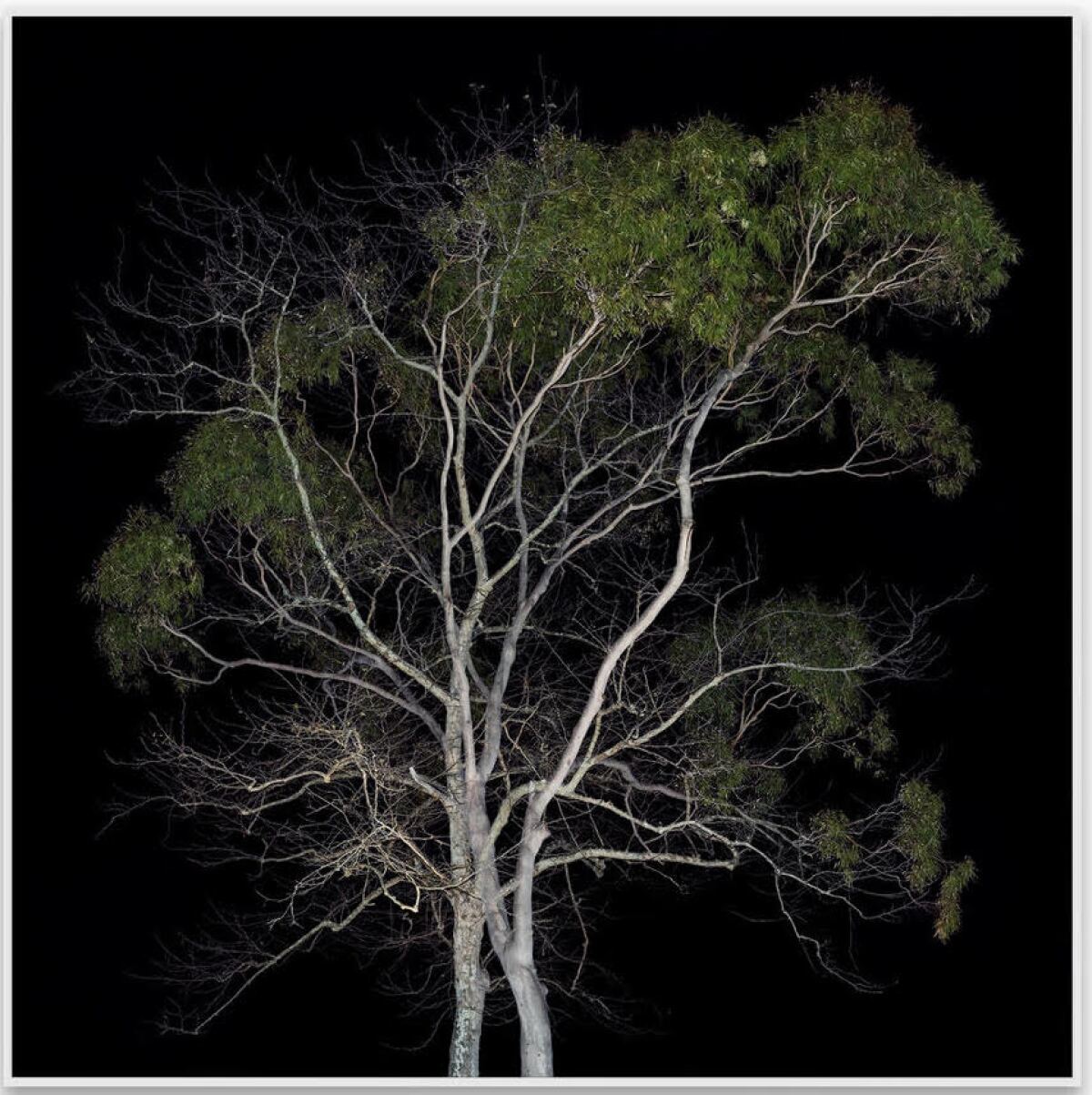 A color photograph taken at night shows two intertwined trees against a black sky.