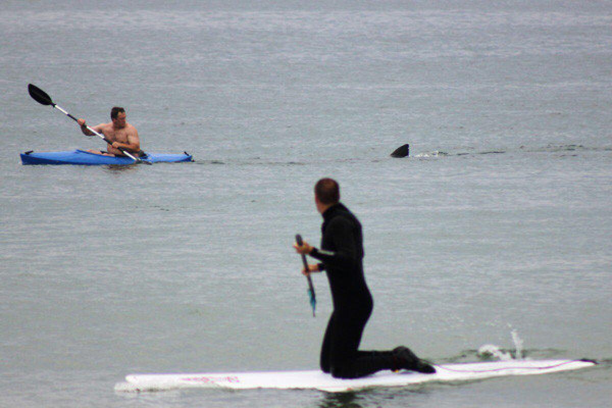 Walter Szulc Jr., in the kayak at left, looks back at the dorsal fin of an approaching shark at Nauset Beach in Massachusetts' Cape Cod. No injuries were reported in the incident July 7, but beach-goers -- not to mention the kayaker -- admitted to being unnerved. More: Beach-goers scream 'Shark!'