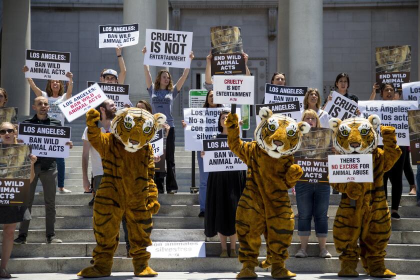 Led by three costumed tigers, dozens of animal rights protesters with People for the Ethical Treatment of Animals gather at Los Angeles City Hall Thursday to urge the city to prohibit using tigers, lions and other wild animals in circuses.