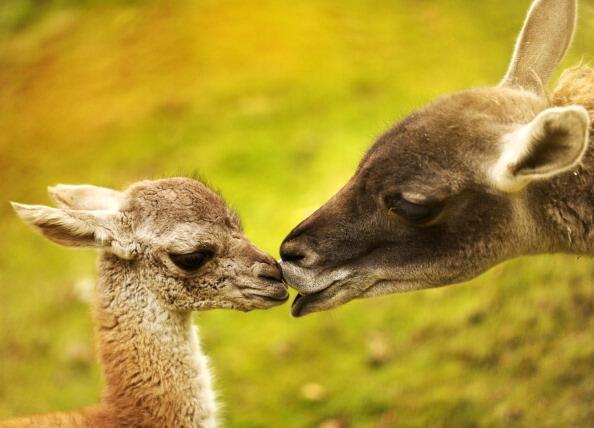 A baby Guanaco is nursed by her mother