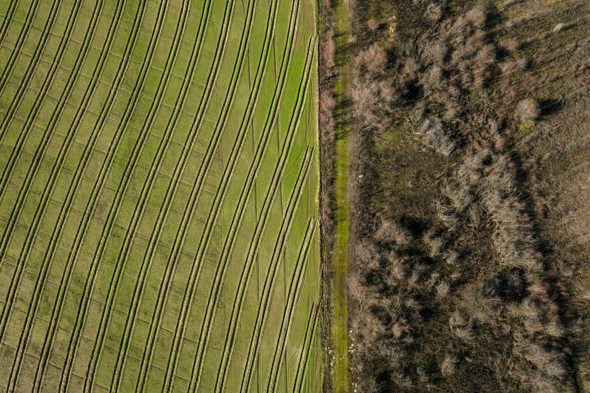 An aerial view of green farmland bordering woods.