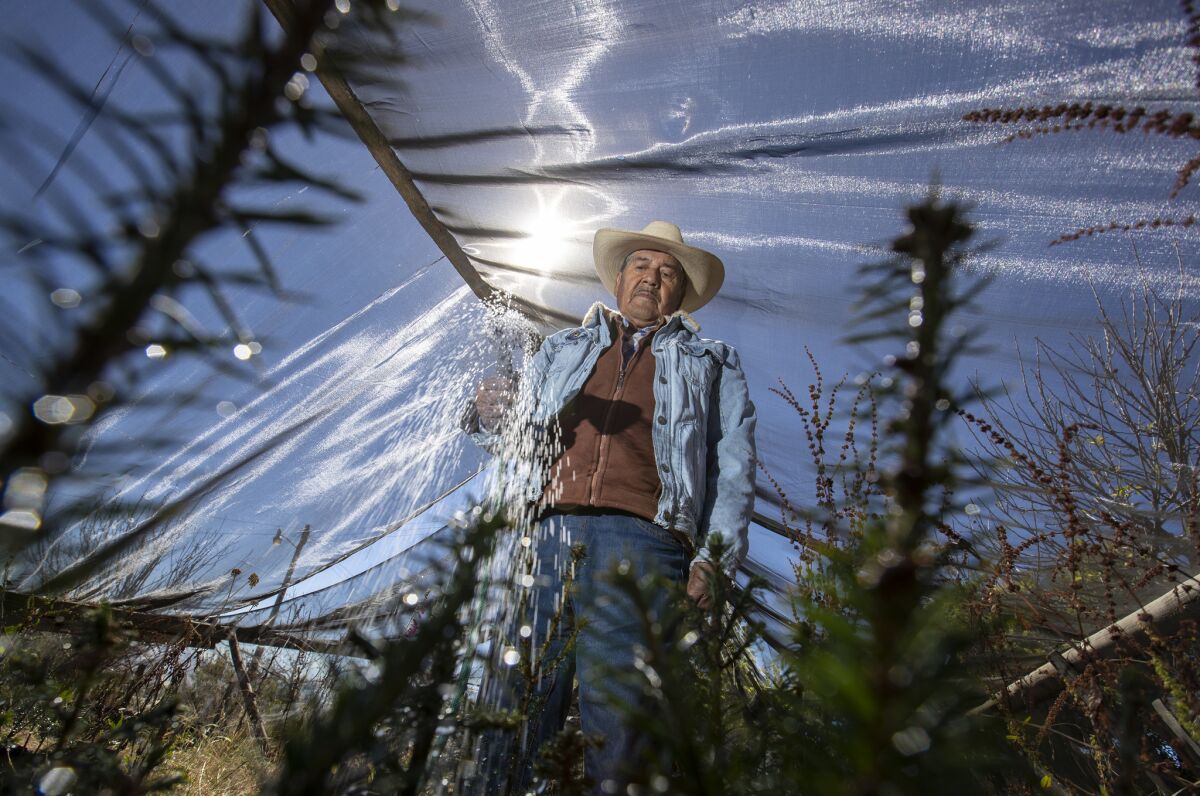 Francisco Ramirez Cruz waters Oyamel fir saplings maturing in a greenhouse on his family's ranch in La Mesa, Mexico. (Brian van der Brug / Los Angeles Times)