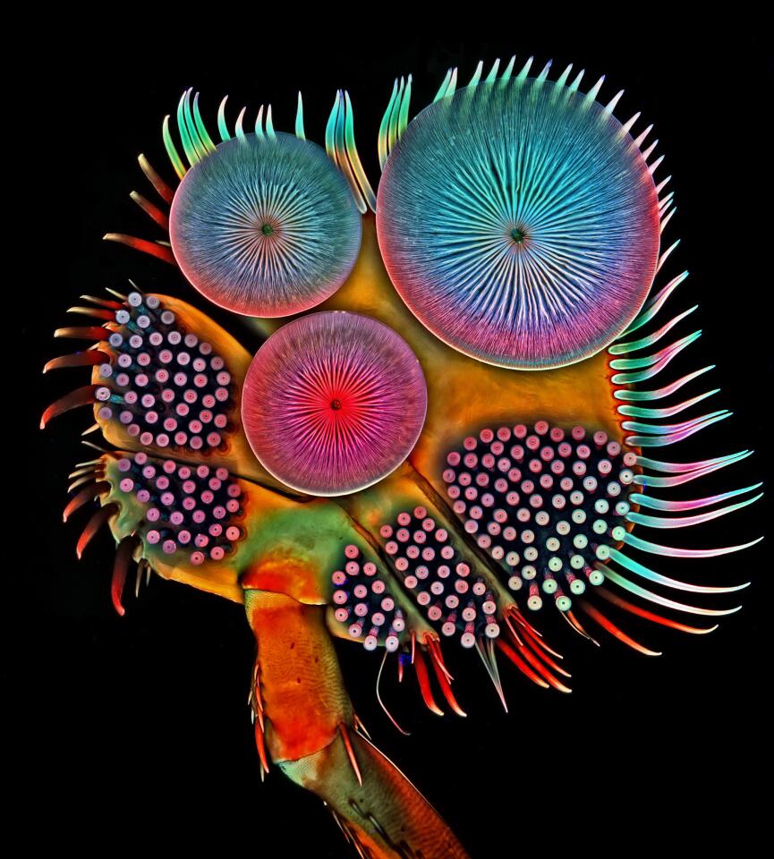Front foot of a male diving beetle.
