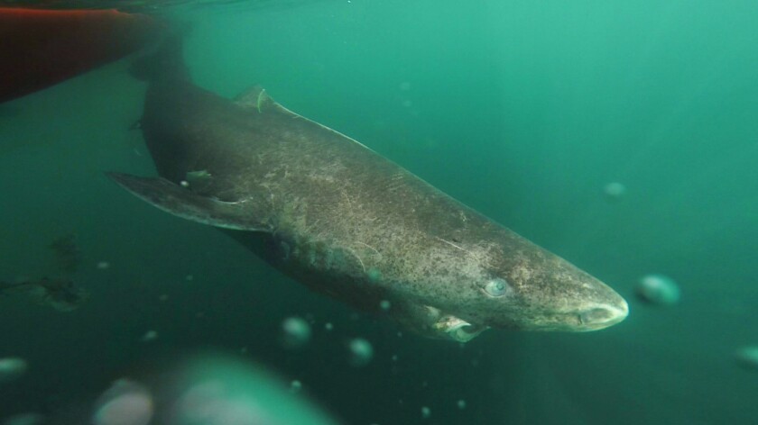 A 400 Year Old Shark Greenland Shark Could Be Earth S