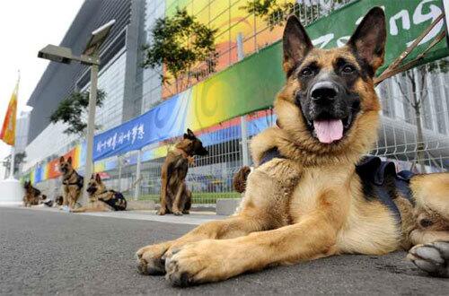 Olympic prep - Security dogs