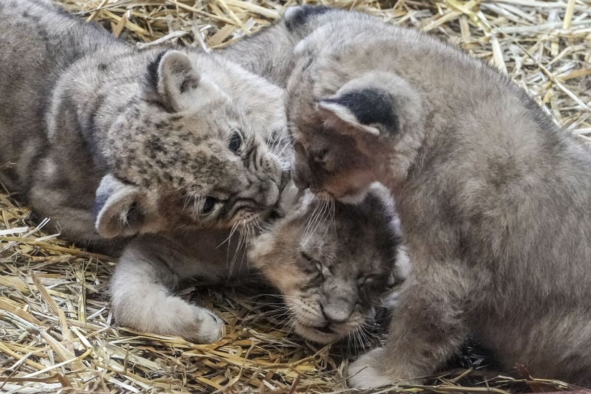The three little lion cubs Jamila, Kumani and Malaika enjoy for the fist day their open to the public enclosure at the Zoo in Gelsenkirchen, Germany, Monday, Nov. 15, 2001. The triple lion offspring was born 5 weeks ago. (AP Photo/Martin Meissner)