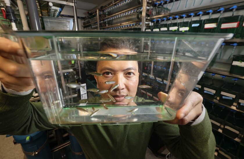 A scientist holds up a clear tub of water that contains zebra fish.