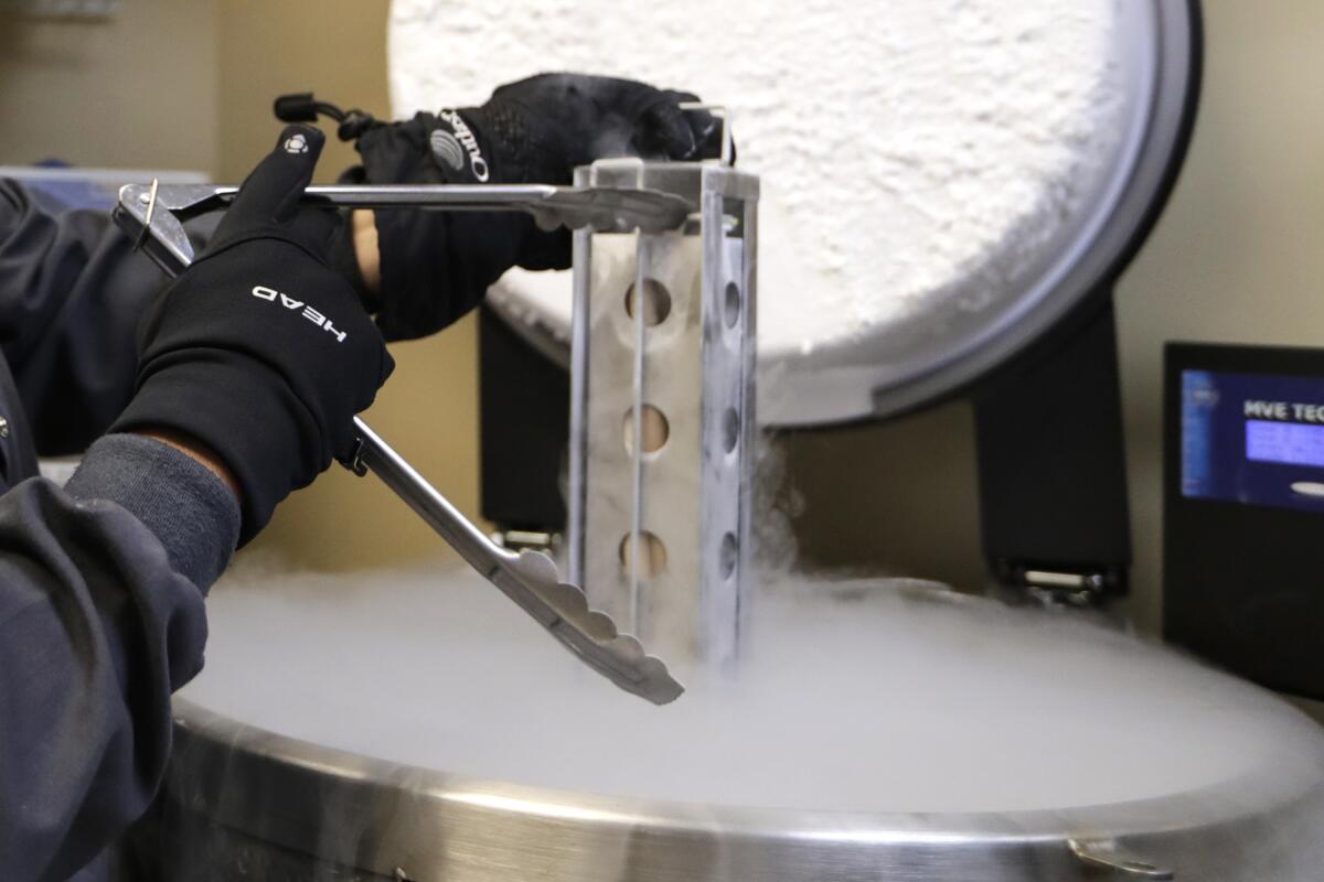 Two hands in heavy gloves use tongs to take a metal object from a freezing metal chamber brimming with fog-like gas