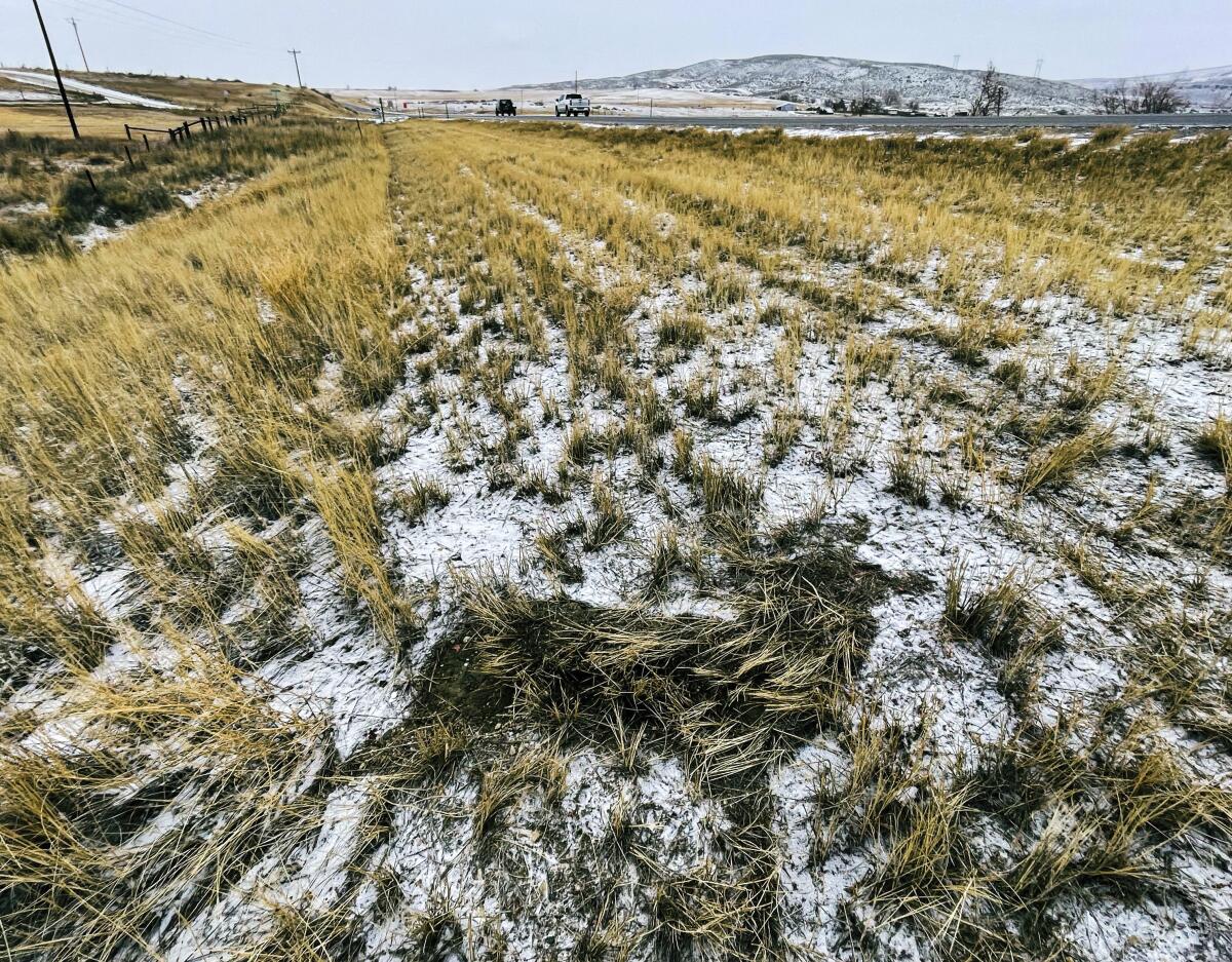 The outline of a mule deer that was struck by a car and claimed for food using a new Wyoming roadkill app 