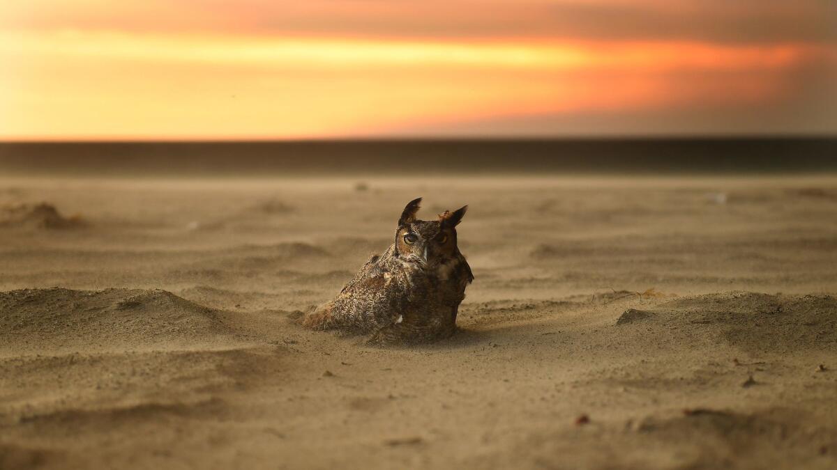 An owl sits on the beach in Malibu as the Woolsey fire approaches.