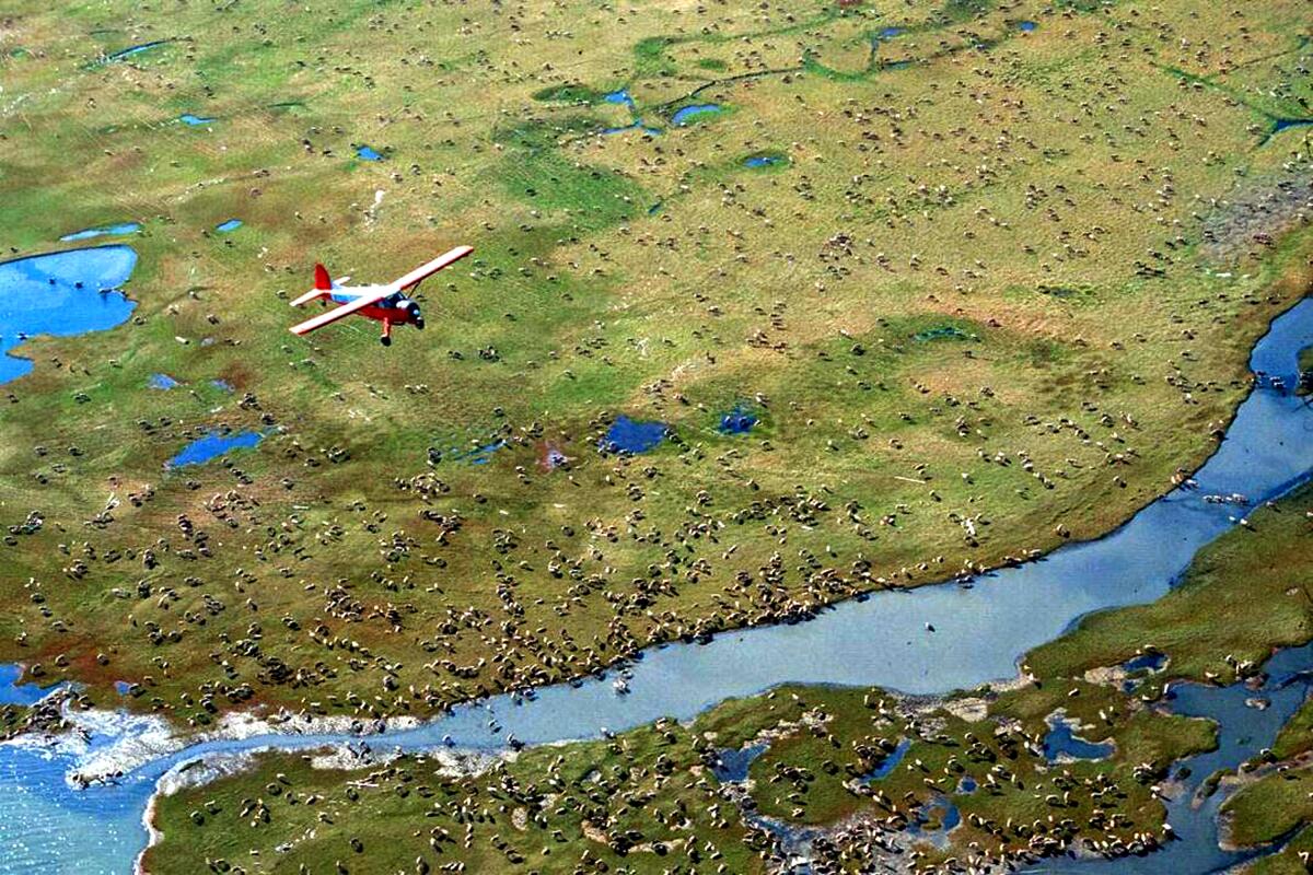 An airplane over water and grass and a herd of caribou.