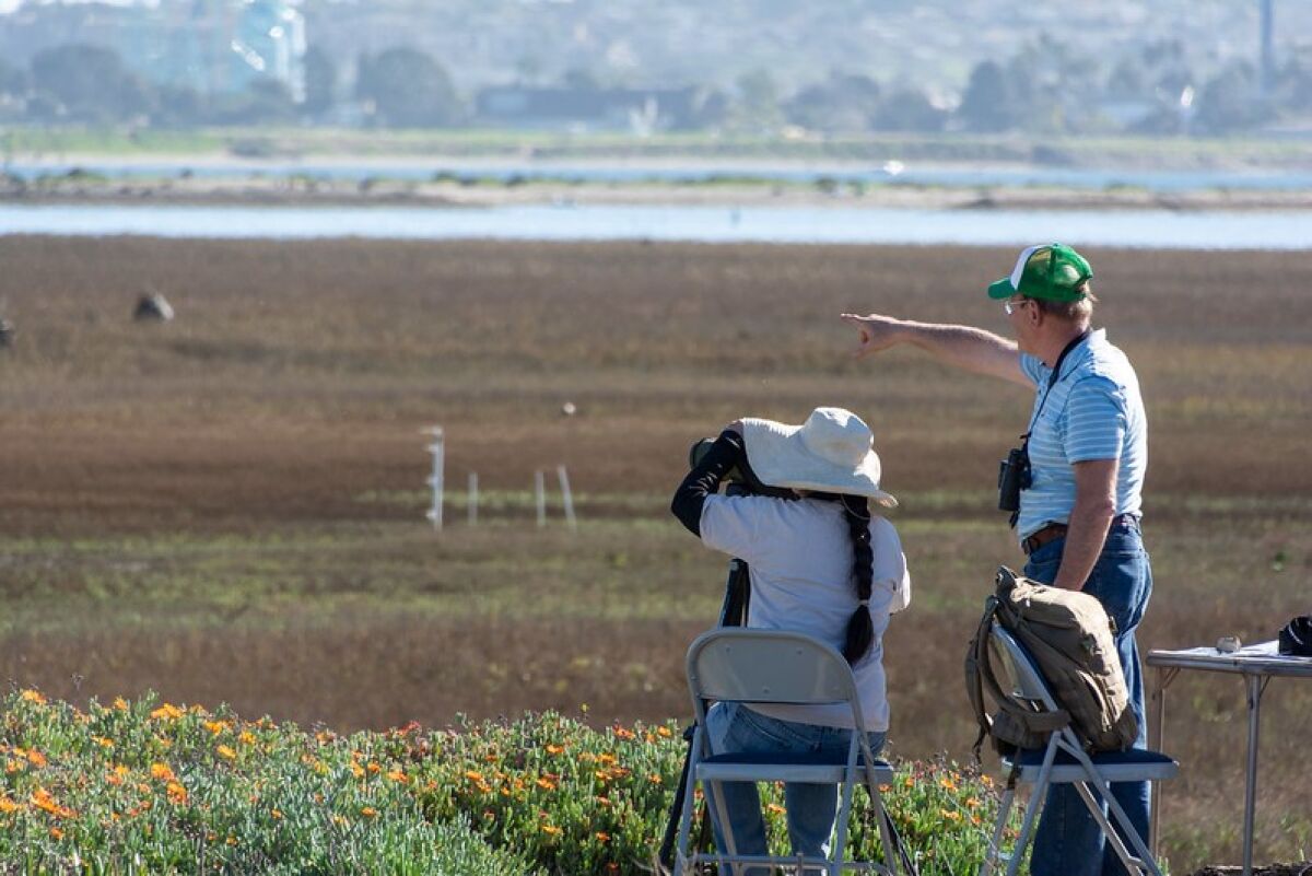 Volunteers survey the wetlands of Mission Bay.