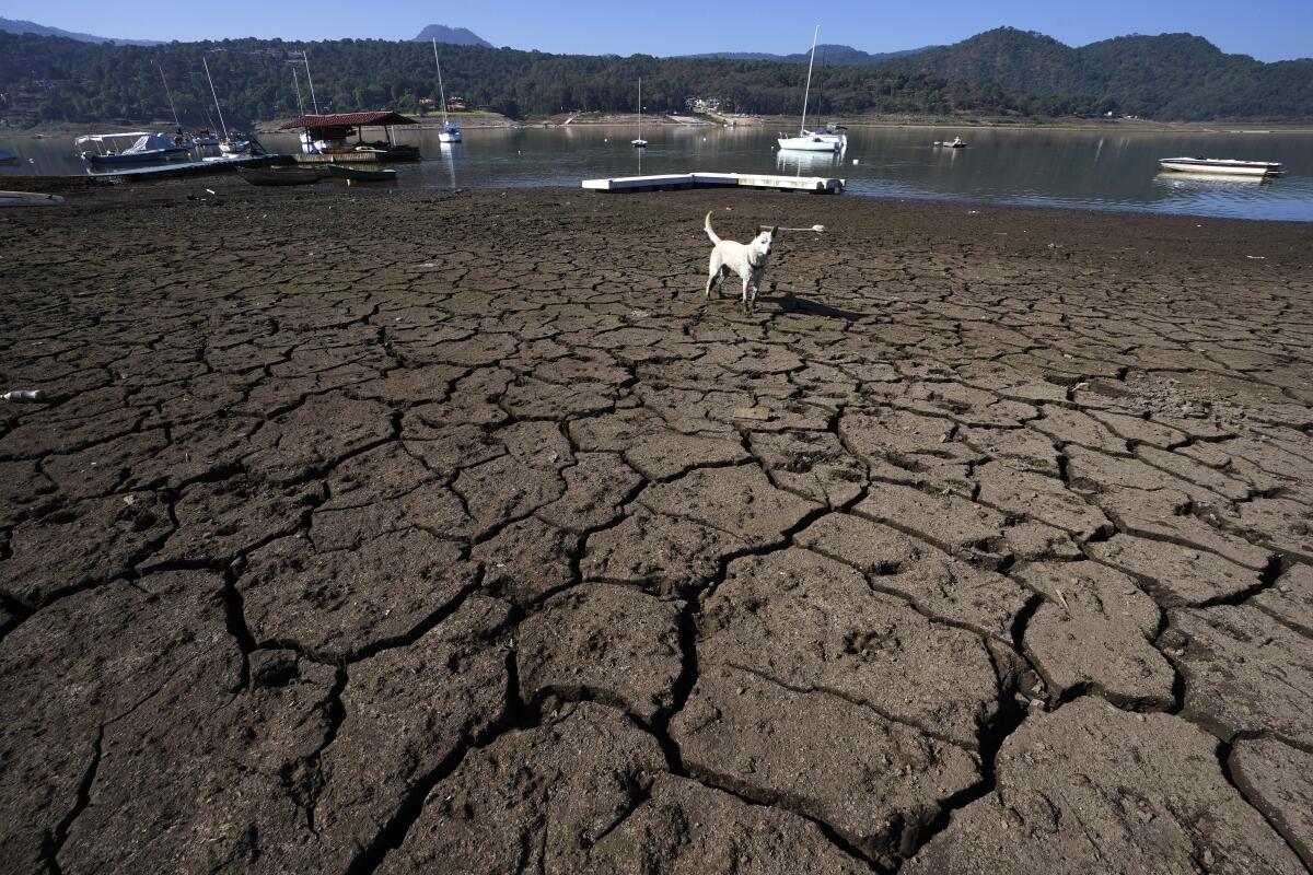 Un perro recorre las orillas agrietadas de la presa Miguel Alemán el jueves 14 de marzo 