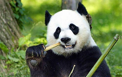 Whats black and white and cute all over? Why, Mei Xiang, snacking at the National Zoo in Washington.