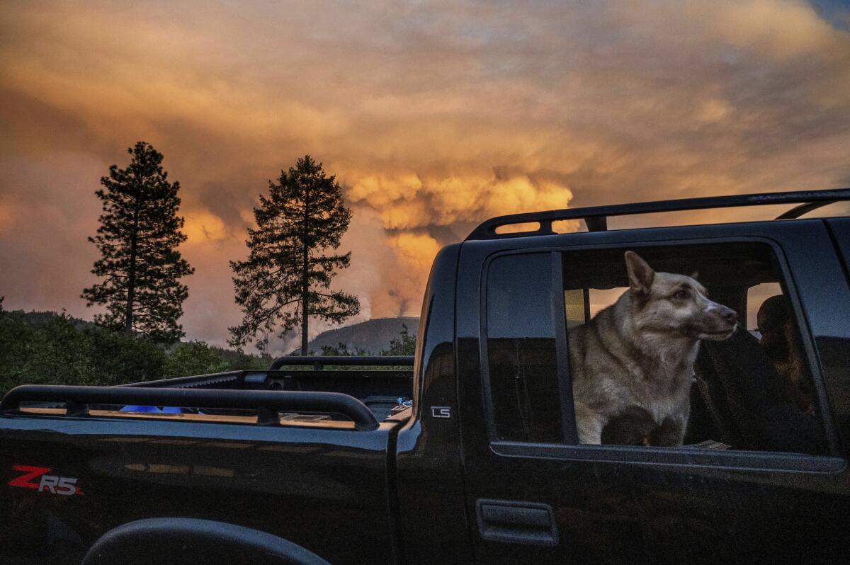 A dog rides in a pickup truck with smoke in the background