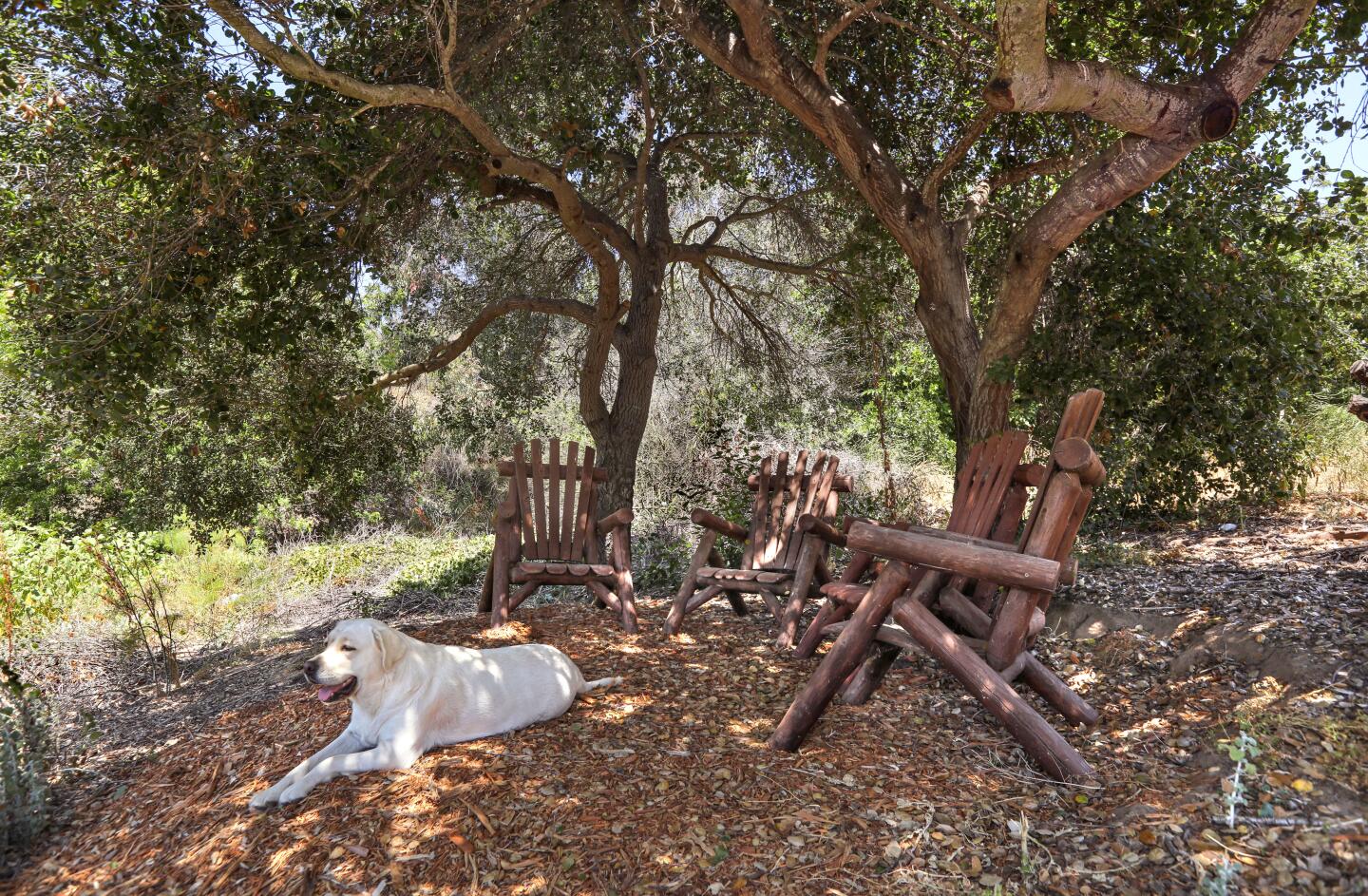 Bella relaxes in the shade of some oak trees at the Sand n' Straw Community Farm.