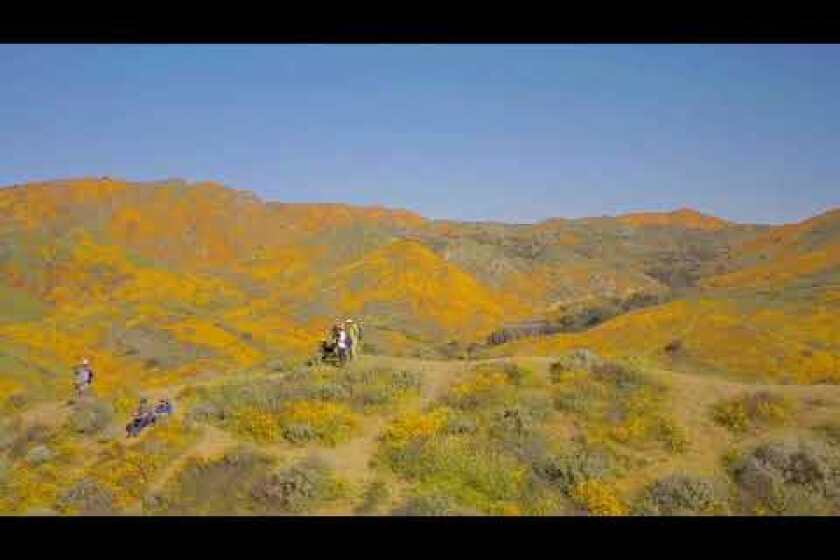 Drone footage of super bloom