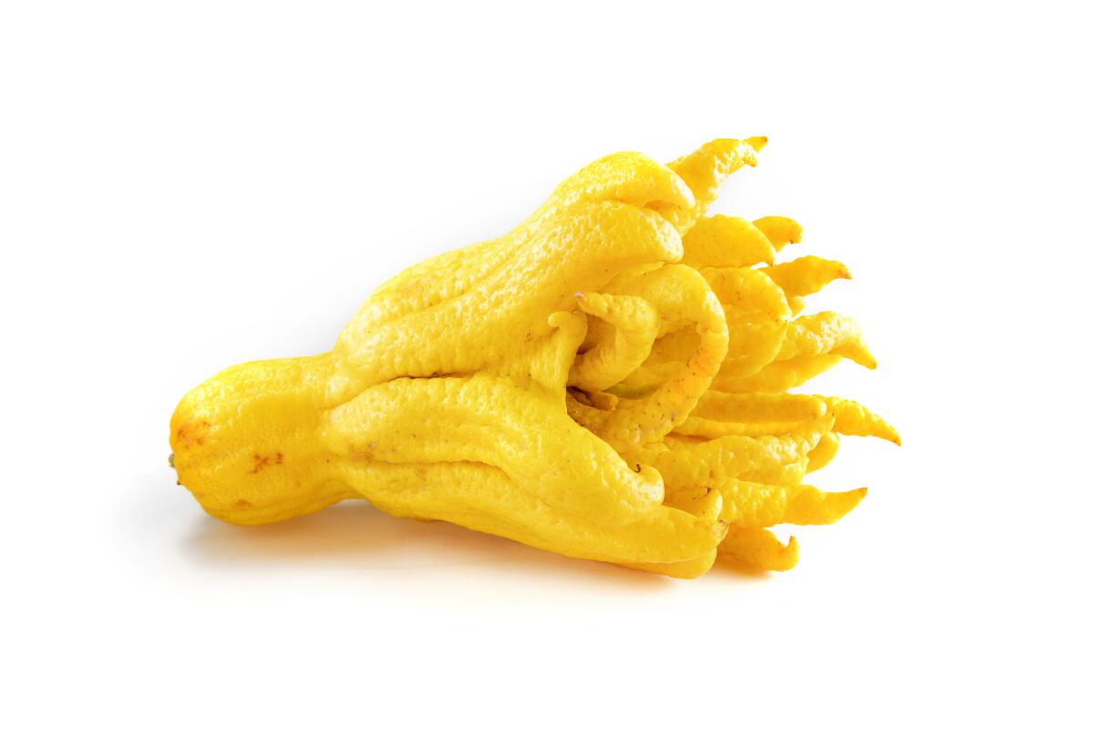 Buddha's hand citron, with its gnarled "fingers," is suited to slicing thinly for a Shaker-style tart.
