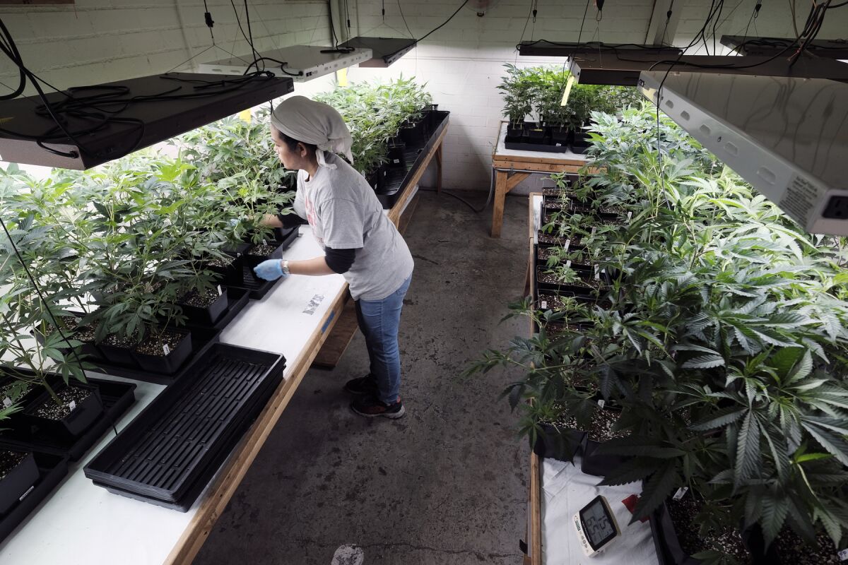A worker wearing gloves tends to a crop of young marijuana plants in a grow house.