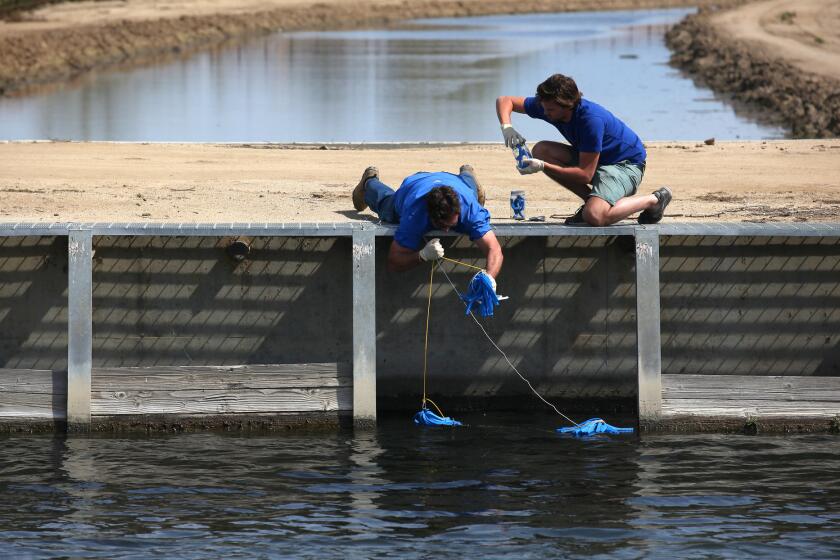 BAKERSFIELD, CA - MARCH 16, 2015- Scott Smith, chief scientist at Water Defense, left, and assistant Skye Wallin, right, retrieve foam sponges which were deployed to absorb test water from a canal in the Cawelo Water District March 16, 2015 near Bakersfield. (Brian van der Brug / Los Angeles Times)