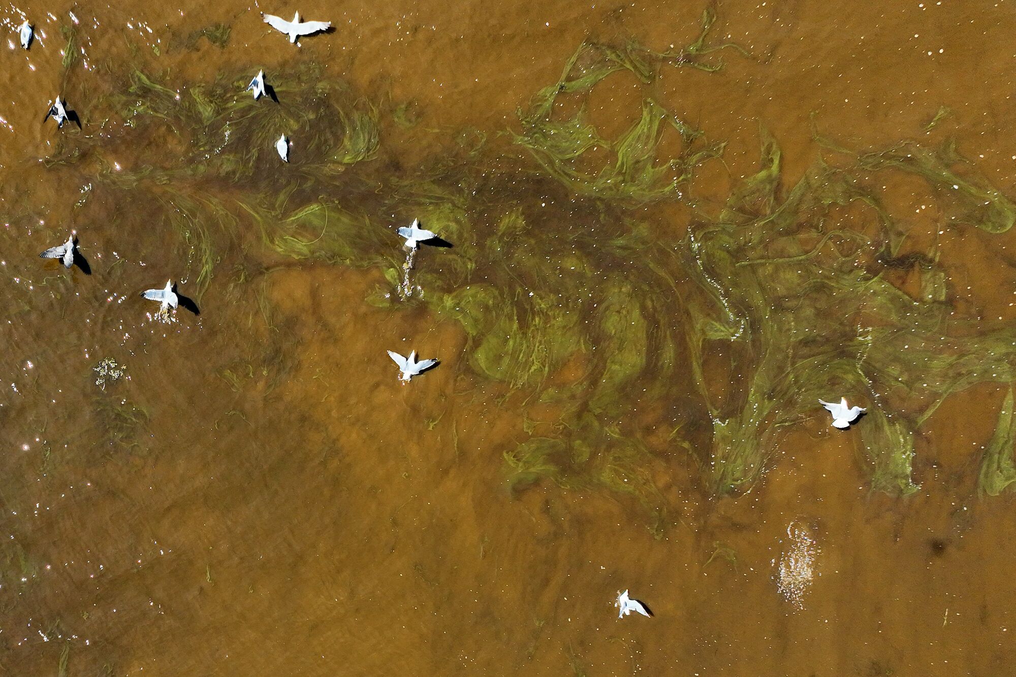 In an aerial view, birds fly over brownish water from an algal bloom in San Francisco Bay in Berkeley
