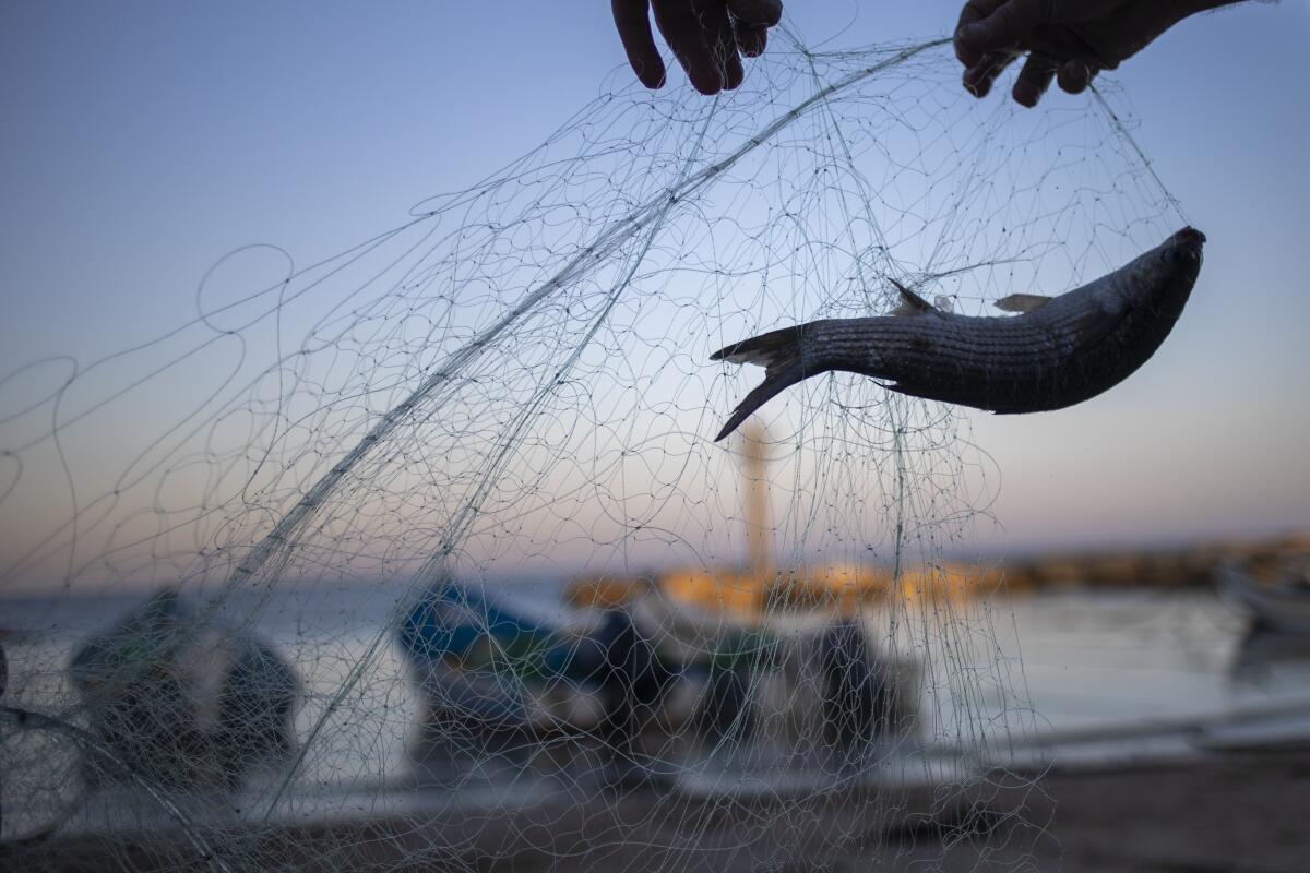 After oil spill, Israel's fishermen net catch despite ban - The San Diego  Union-Tribune