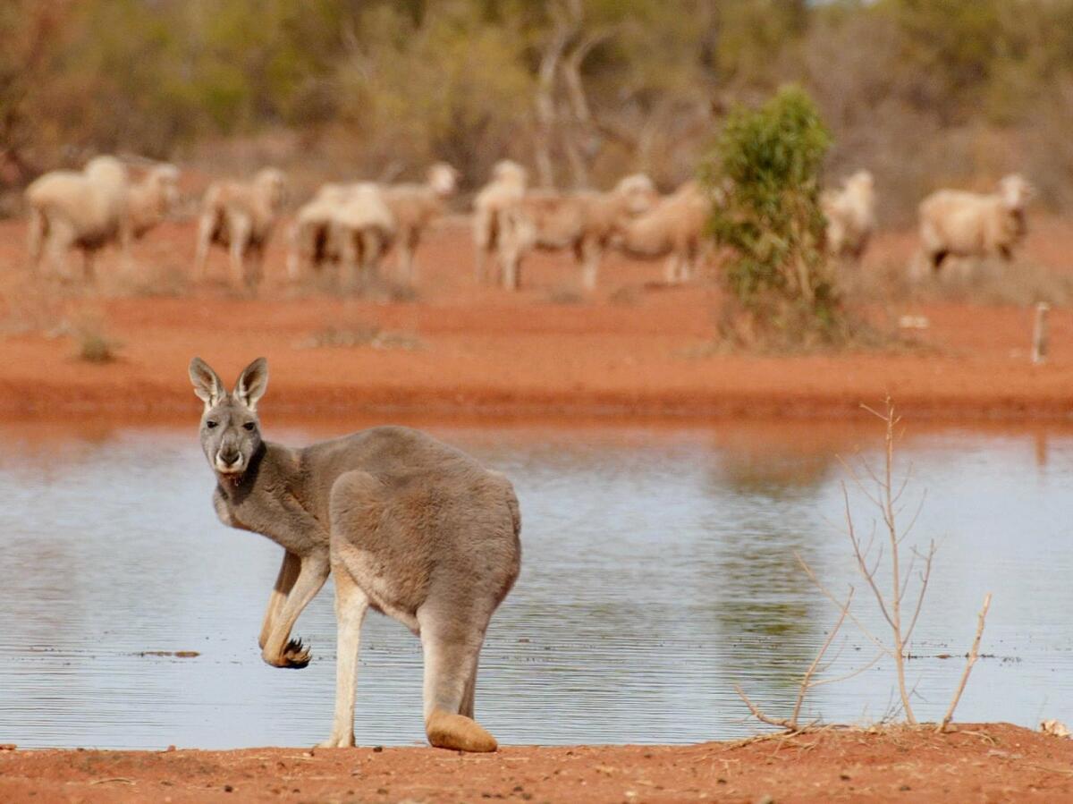 A kangaroo and sheep standing next to a rare waterhole on a station near White Cliffs, Australia, an outback area hit badly by drought.