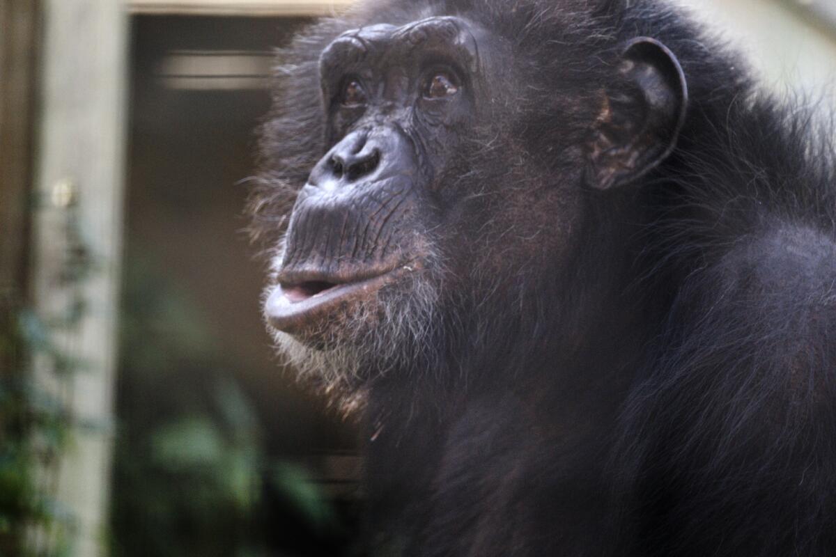 A profile picture of a chimpanzee with black fur.