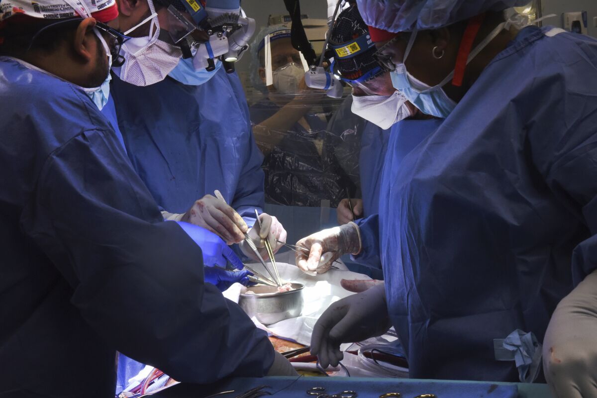 miembros del equipo de cirugía realizan el trasplante de un corazón de cerdo en el paciente David Bennett
