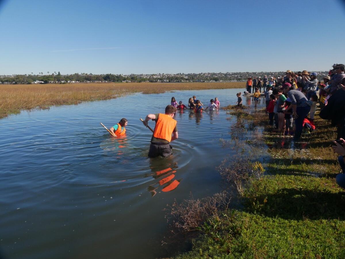 Youths seining for fish at a Wander the Wetlands event in the Kendall-Frost Mission Bay Marsh Reserve.