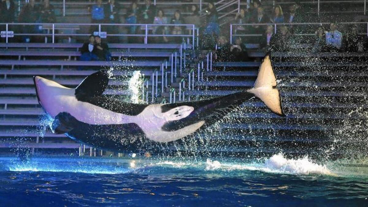 Una orca salta por encima de su piscina durante una presentación en SeaWorld San Diego.